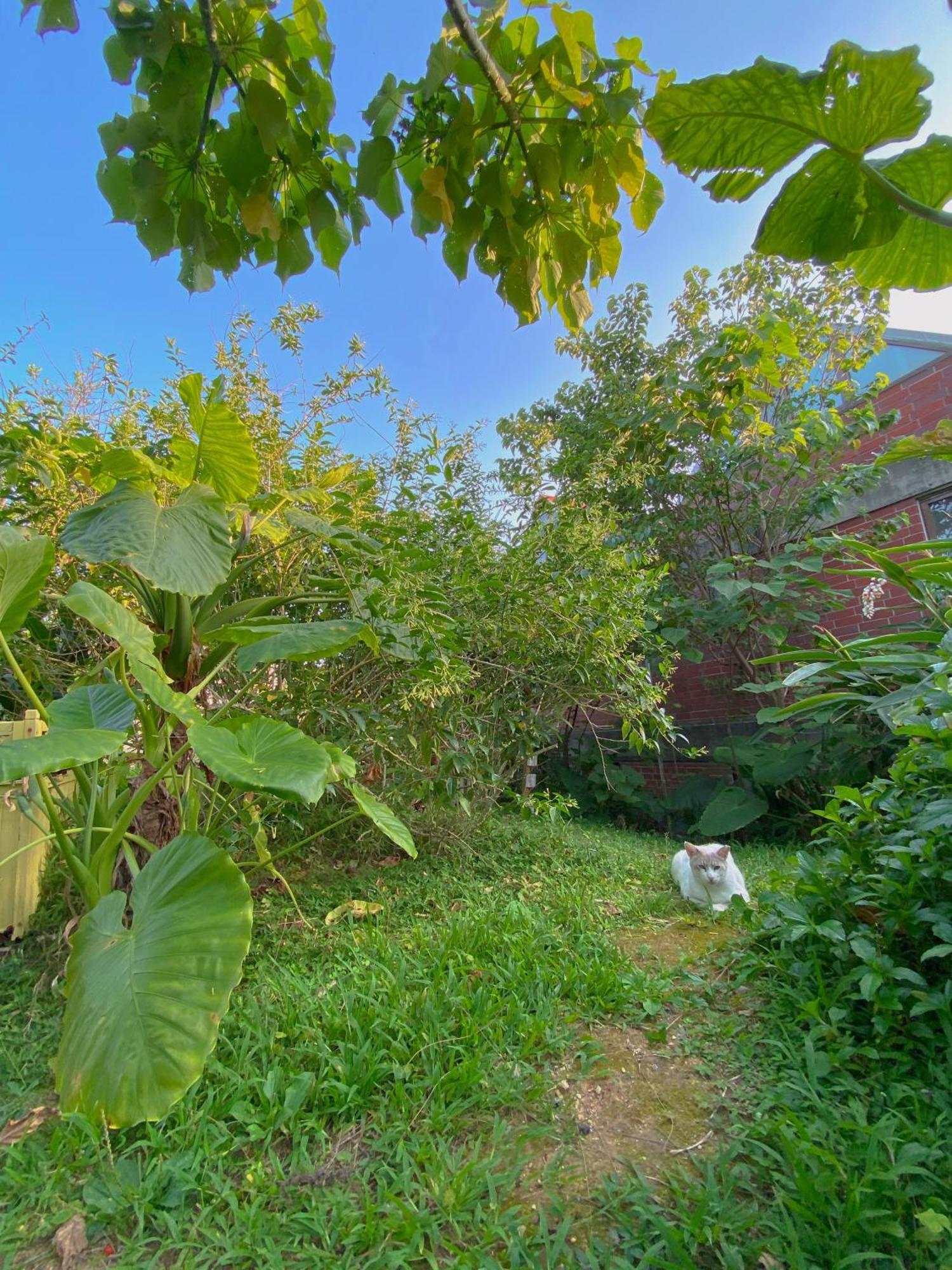 Cats,Piano & Starry Sky Resort Garden -Starry Forest Cottage Okinawa- อนนะ ภายนอก รูปภาพ