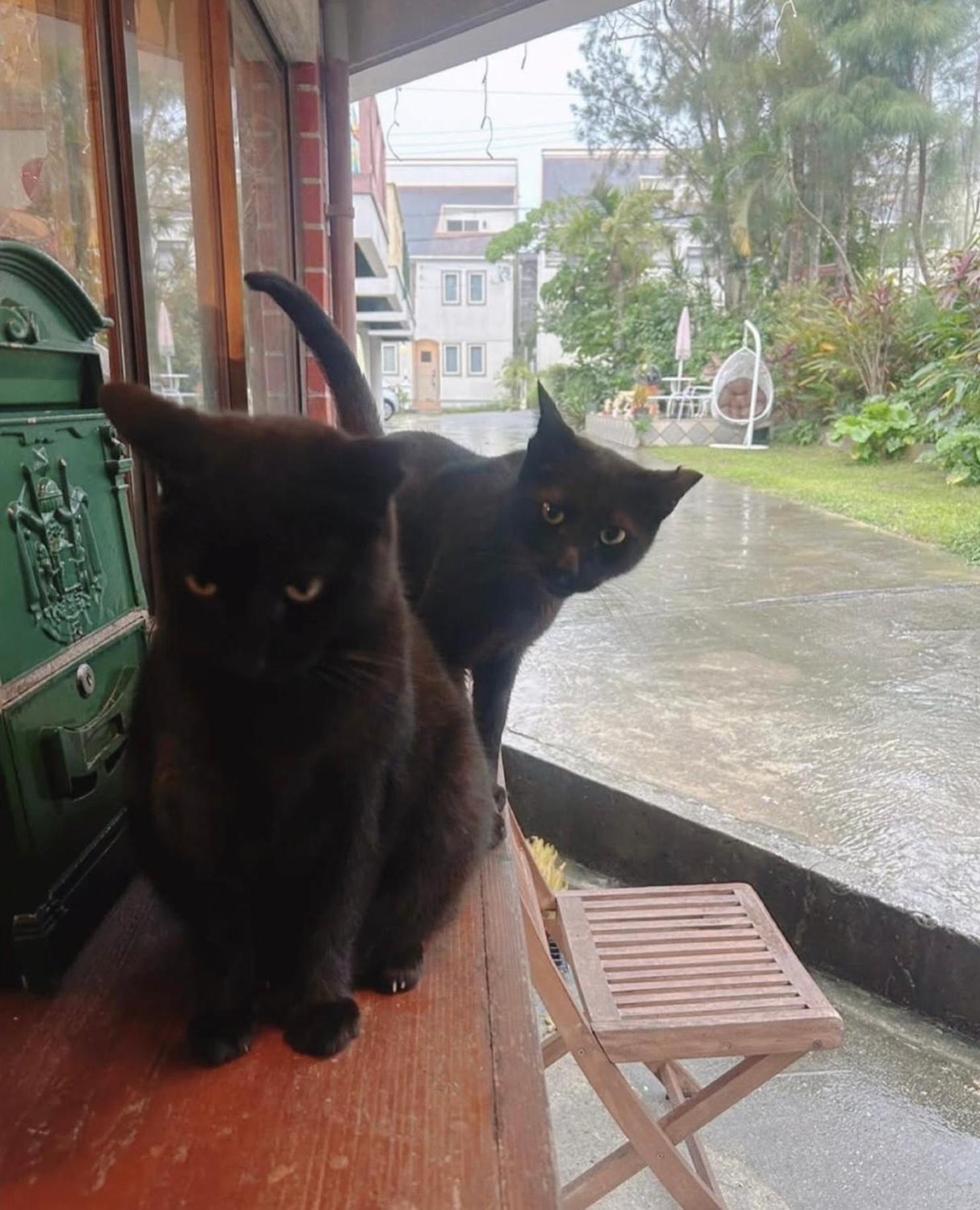 Cats,Piano & Starry Sky Resort Garden -Starry Forest Cottage Okinawa- อนนะ ภายนอก รูปภาพ