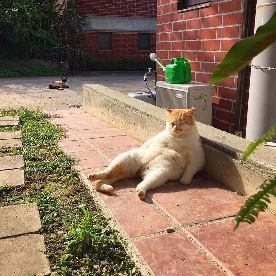 Cats,Piano & Starry Sky Resort Garden -Starry Forest Cottage Okinawa- อนนะ ภายนอก รูปภาพ